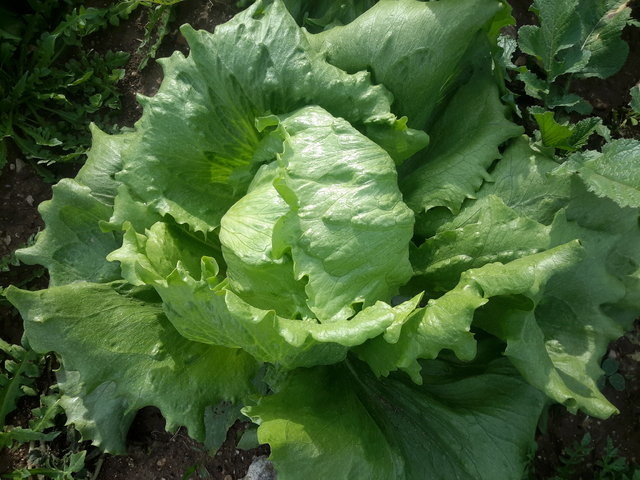 Dünyanın en sağlıklı 50 besini! 35