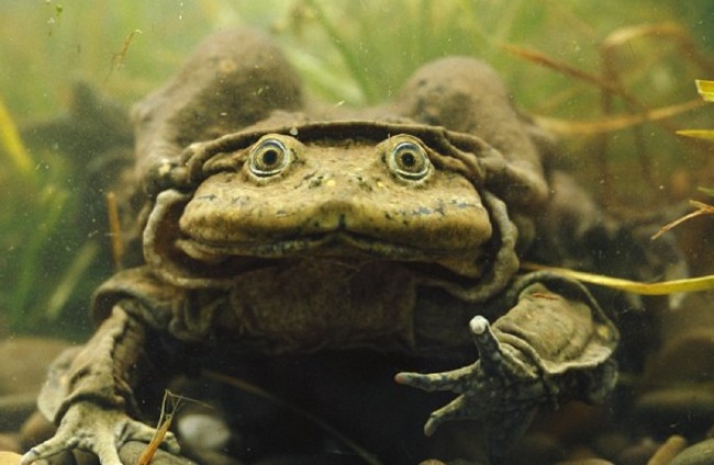 Bakmaya çekineceğiniz çirkin hayvanlar 4