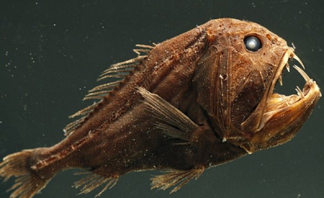 Bakmaya çekineceğiniz çirkin hayvanlar 5