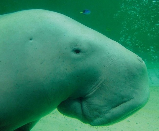 Bakmaya çekineceğiniz çirkin hayvanlar 6