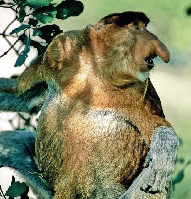 Bakmaya çekineceğiniz çirkin hayvanlar 7