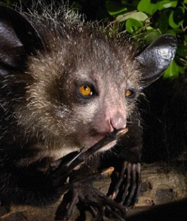 Bakmaya çekineceğiniz çirkin hayvanlar 8