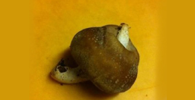 Fukuşima'nın bitkileri 1