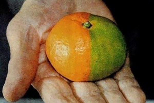 Fukuşima'nın bitkileri 3