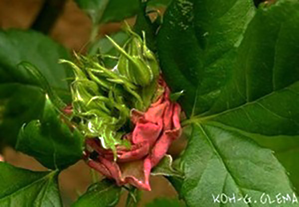 Fukuşima'nın bitkileri 4