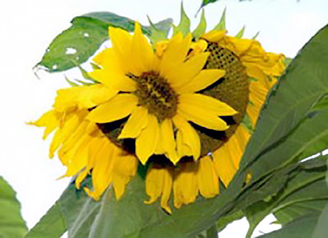 Fukuşima'nın bitkileri 5