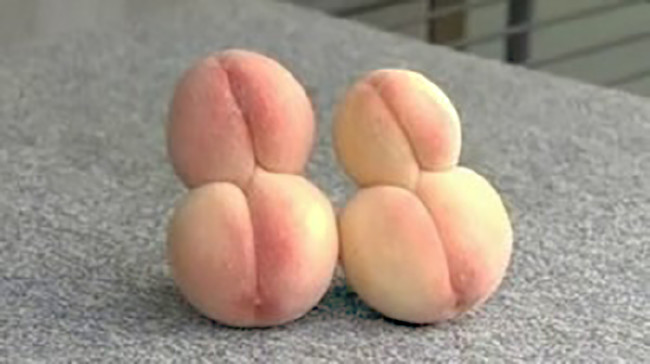 Fukuşima'nın bitkileri 6