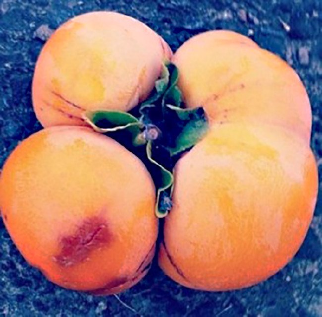 Fukuşima'nın bitkileri 7