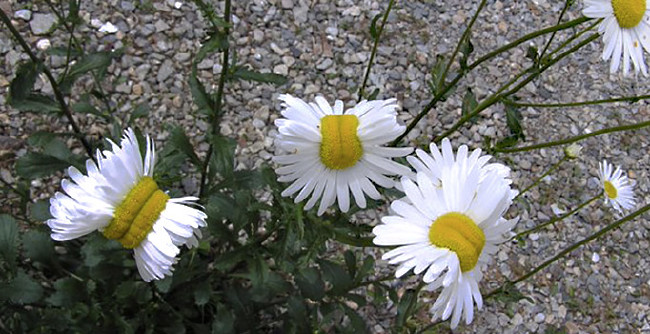 Fukuşima'nın bitkileri 13