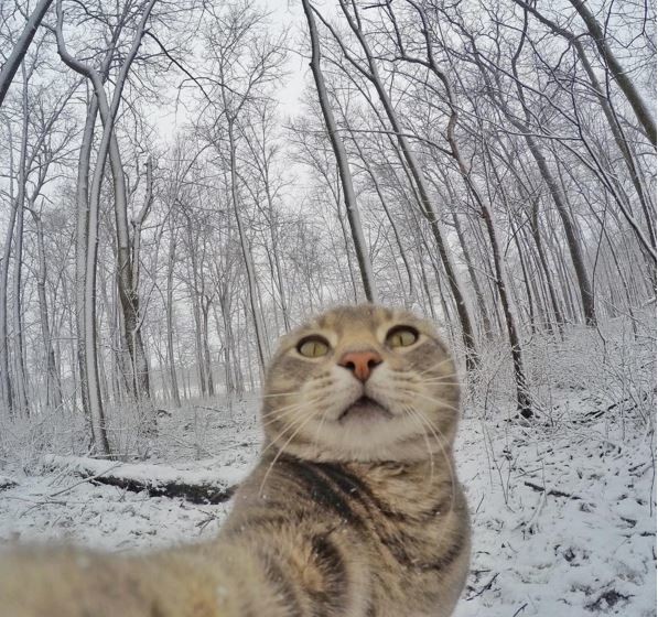 Instagram'ın yeni gözdesi 'Kedi Manny' 5