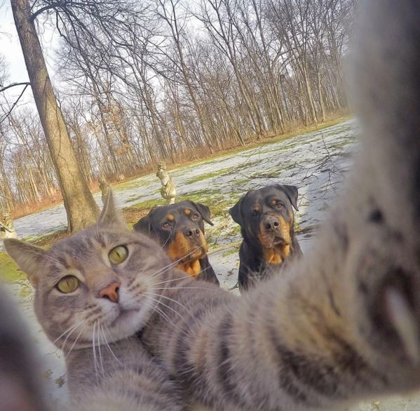 Instagram'ın yeni gözdesi 'Kedi Manny' 9