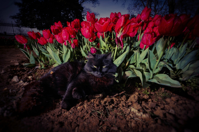 İstanbul yeniden lalelerle buluştu 1