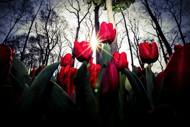 İstanbul yeniden lalelerle buluştu 3