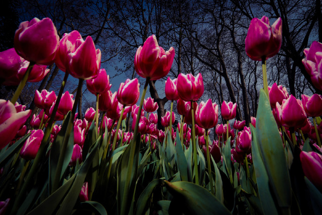 İstanbul yeniden lalelerle buluştu 4
