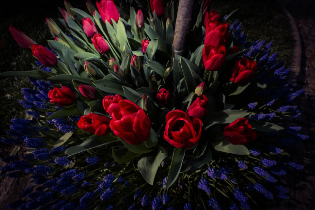 İstanbul yeniden lalelerle buluştu 5