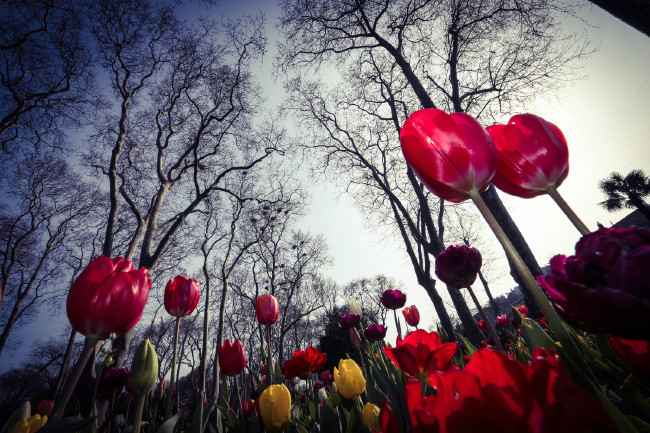 İstanbul yeniden lalelerle buluştu 6