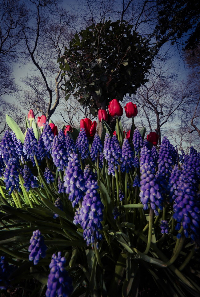 İstanbul yeniden lalelerle buluştu 7
