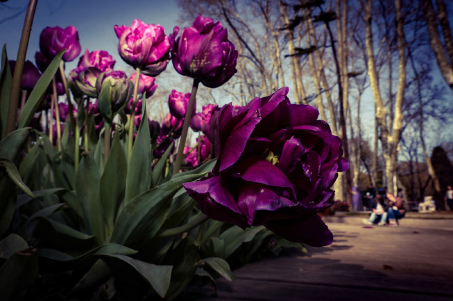 İstanbul yeniden lalelerle buluştu 8