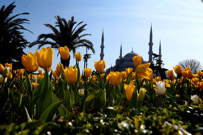 İstanbul yeniden lalelerle buluştu 9
