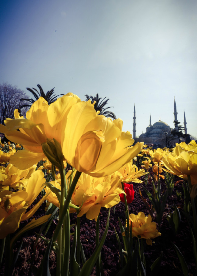 İstanbul yeniden lalelerle buluştu 10