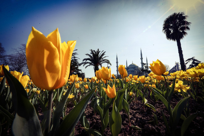 İstanbul yeniden lalelerle buluştu 11