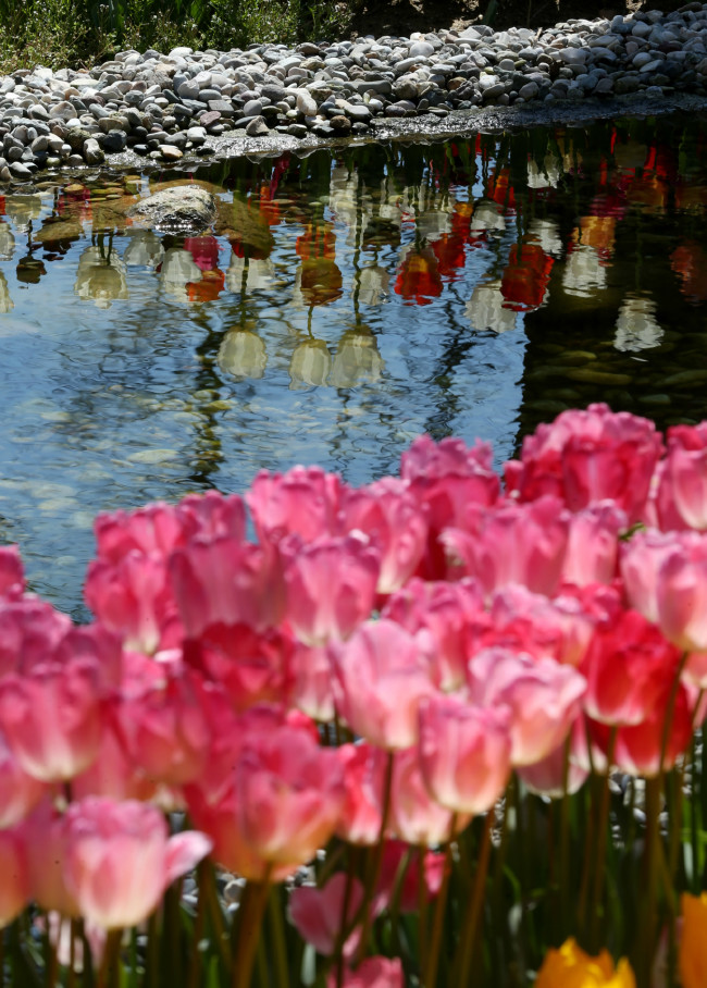 İstanbul yeniden lalelerle buluştu 12