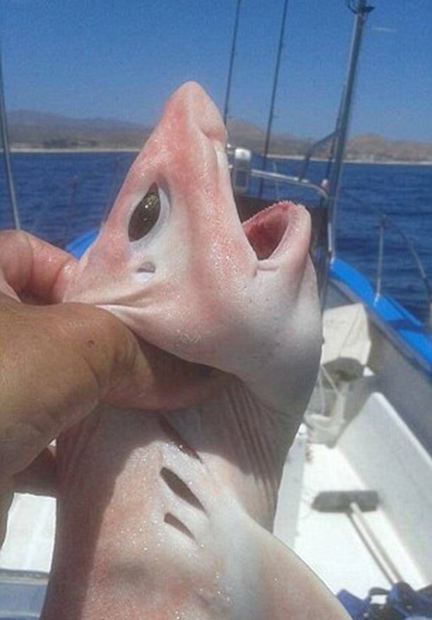 Balıkçılar buldu, şaşkınlık yarattı 2