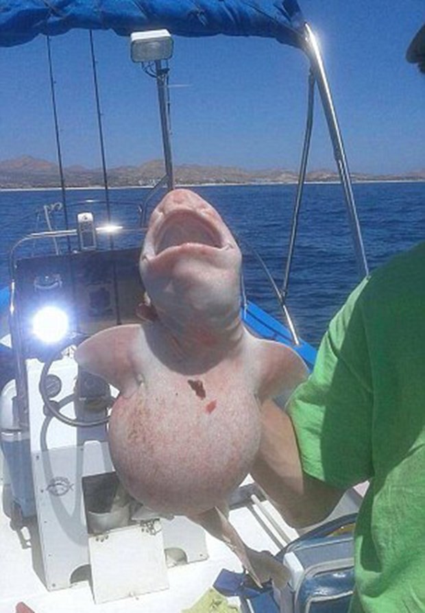 Balıkçılar buldu, şaşkınlık yarattı 4