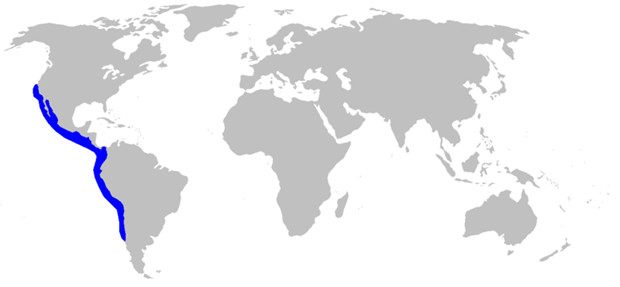 Balıkçılar buldu, şaşkınlık yarattı 5