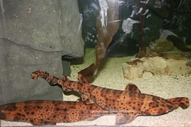 Balıkçılar buldu, şaşkınlık yarattı 6