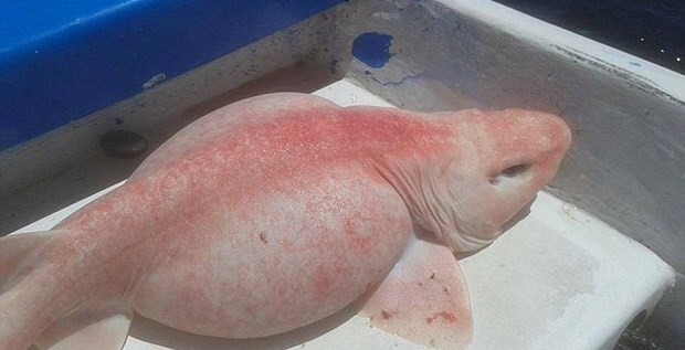 Balıkçılar buldu, şaşkınlık yarattı 7