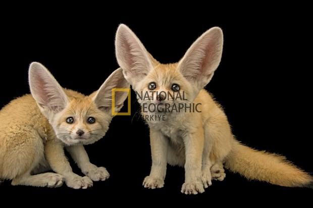 Bilim için soyundular 2