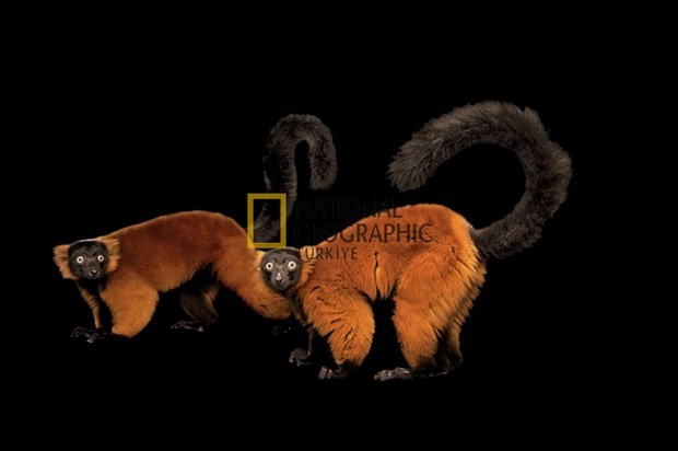 Bilim için soyundular 4