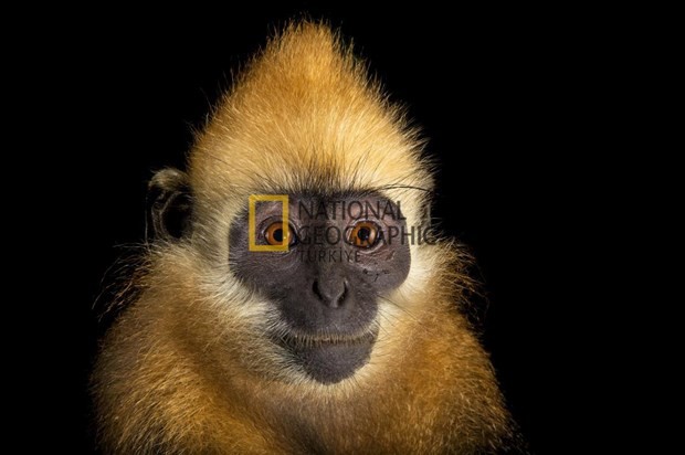 Bilim için soyundular 5