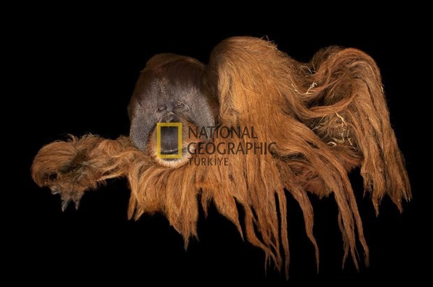 Bilim için soyundular 6