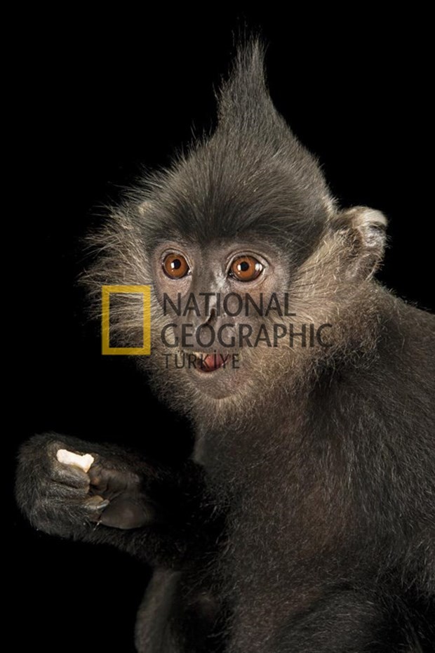 Bilim için soyundular 8