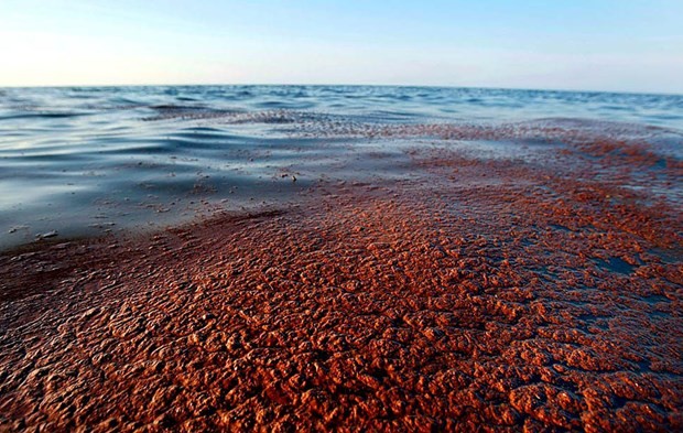 Çevre felaketinde BP’nin cezası belli oldu 10