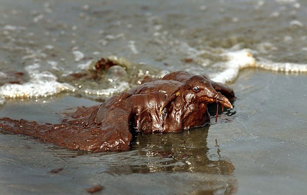 Çevre felaketinde BP’nin cezası belli oldu 4
