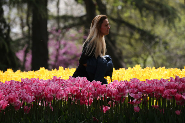 İstanbul'da Lale Festivali 5