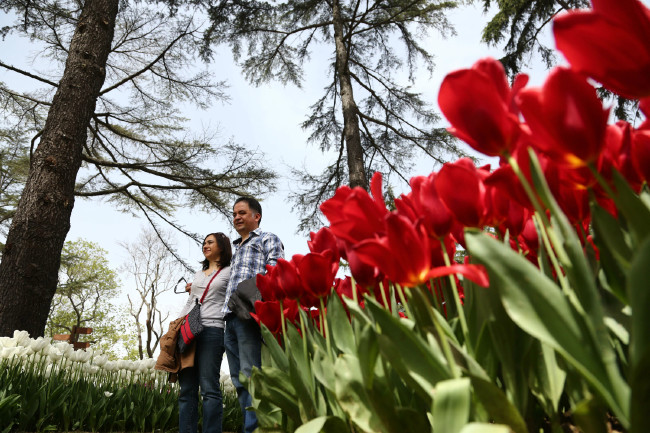 İstanbul'da Lale Festivali 15