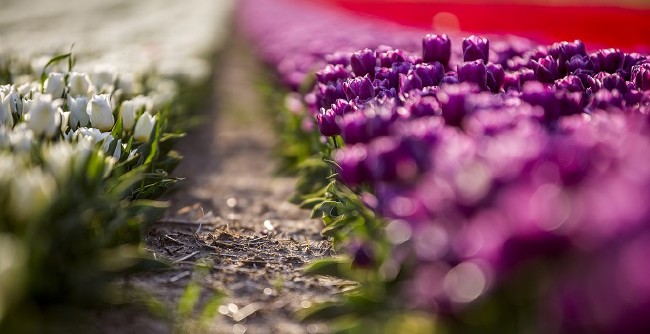 Konya'nın lale tarlaları hayrete düşürdü 9