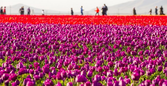 Konya'nın lale tarlaları hayrete düşürdü 10