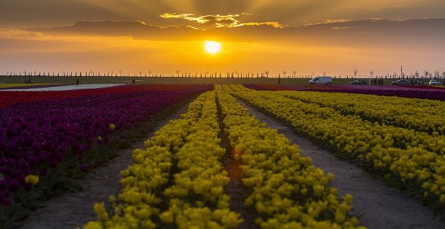 Konya'nın lale tarlaları hayrete düşürdü 11