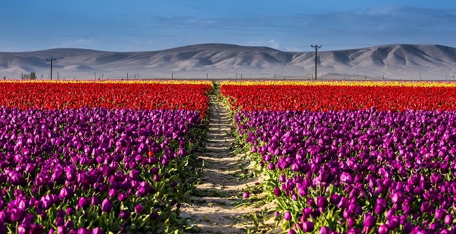 Konya'nın lale tarlaları hayrete düşürdü 12
