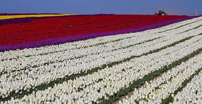 Konya'nın lale tarlaları hayrete düşürdü 14