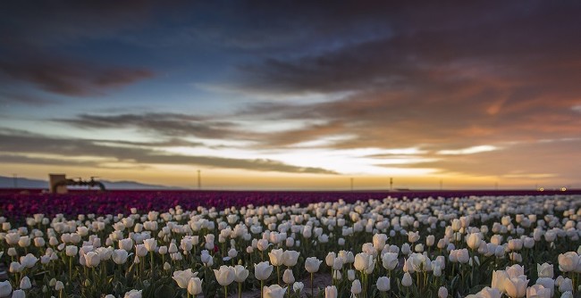Konya'nın lale tarlaları hayrete düşürdü 15