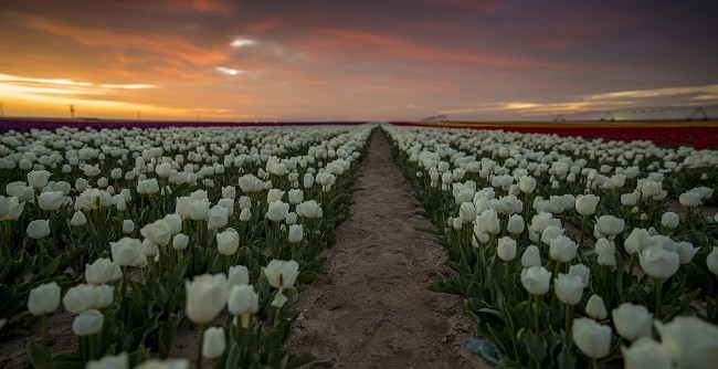 Konya'nın lale tarlaları hayrete düşürdü 16