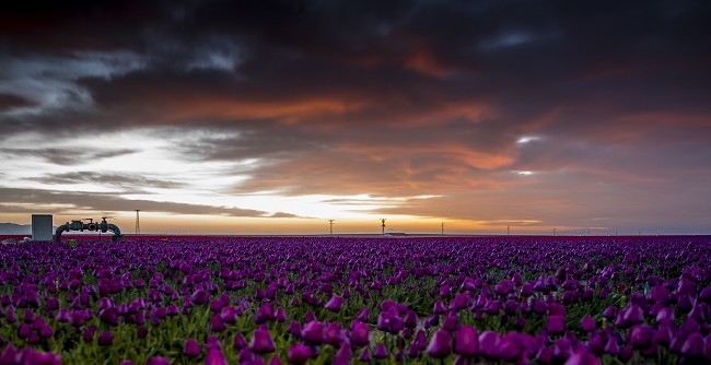 Konya'nın lale tarlaları hayrete düşürdü 17