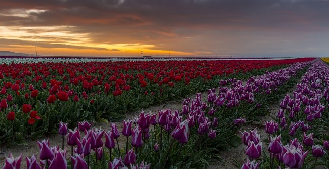 Konya'nın lale tarlaları hayrete düşürdü 18
