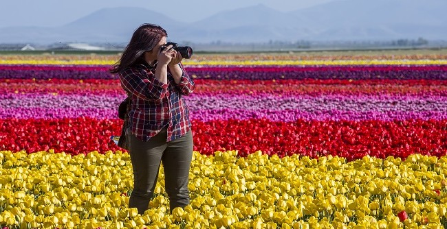 Konya'nın lale tarlaları hayrete düşürdü 19